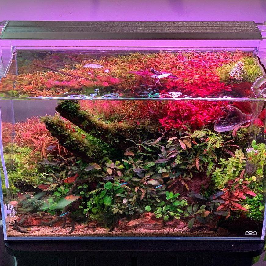 WEEK AQUA Luz LED Vívida para  - Reef Lighting avaliação e preço